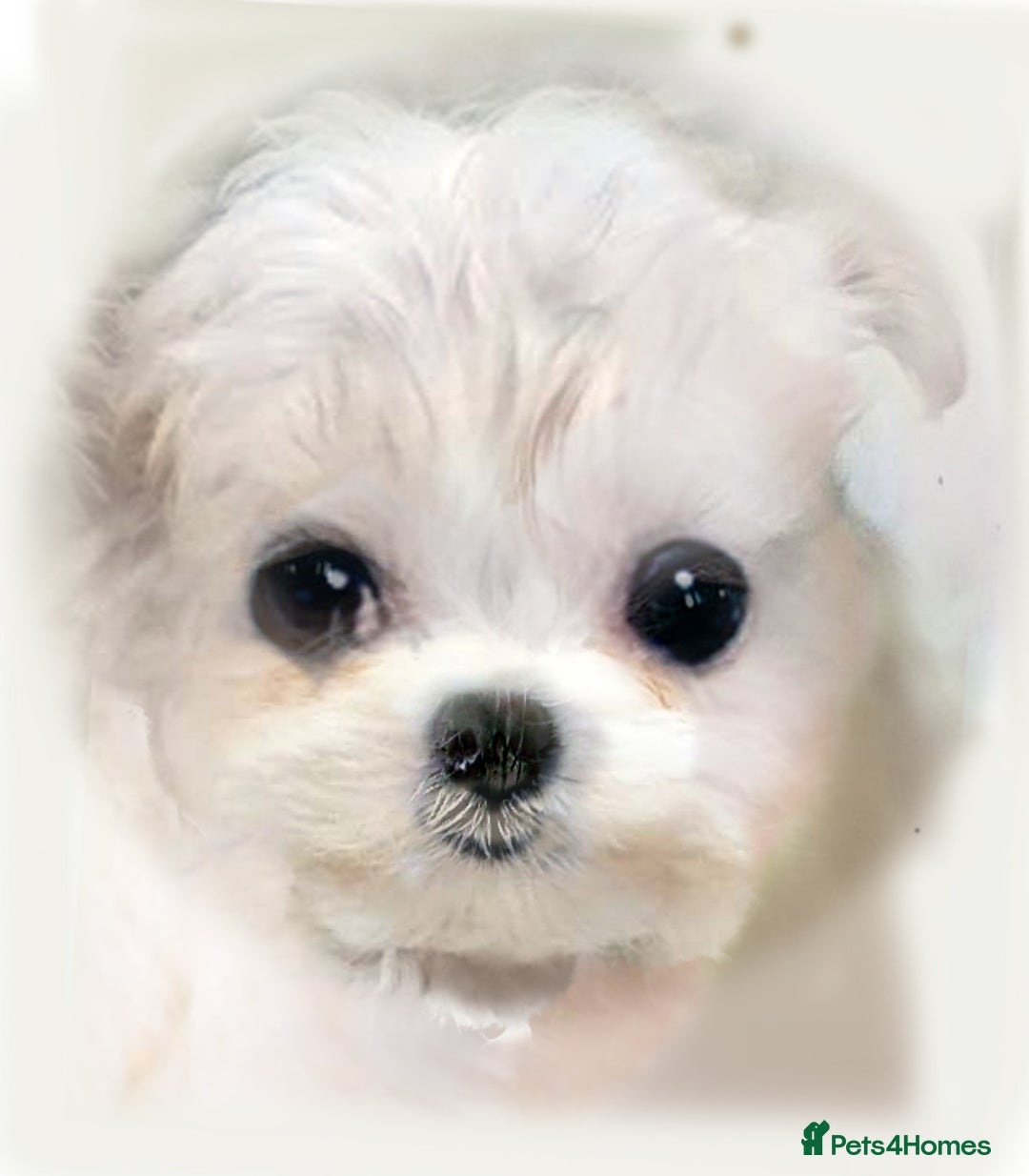 Maltese dogs for sale: K C registered Maltese Puppies - Advert 3