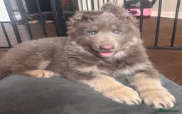 German Shepherd dogs for sale: Blue & Isabella German Shepherd Puppies For Sale  - Image 1