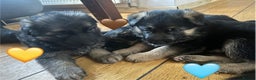 German Shepherd dogs for sale: Kc registered long haired GSD Puppy - Advert 22