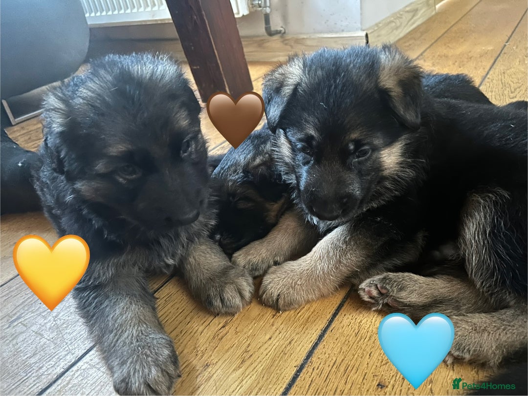 German Shepherd dogs for sale: Kc registered long haired GSD Puppy - Advert 22