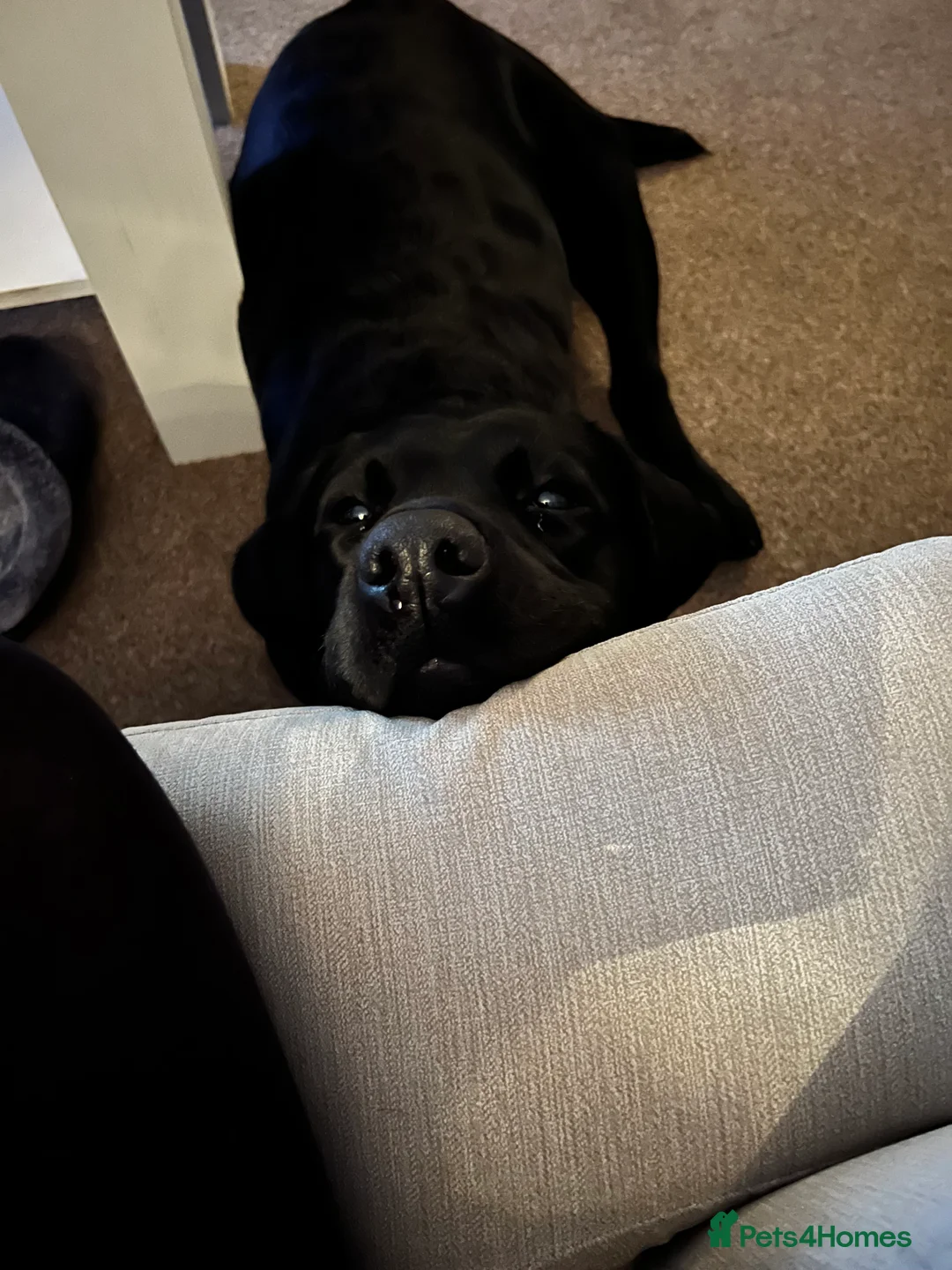 Gallery Image {{count}}