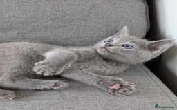 Russian Blue cats for sale: Russian blue babies looking for FOREVER homes - Image 7
