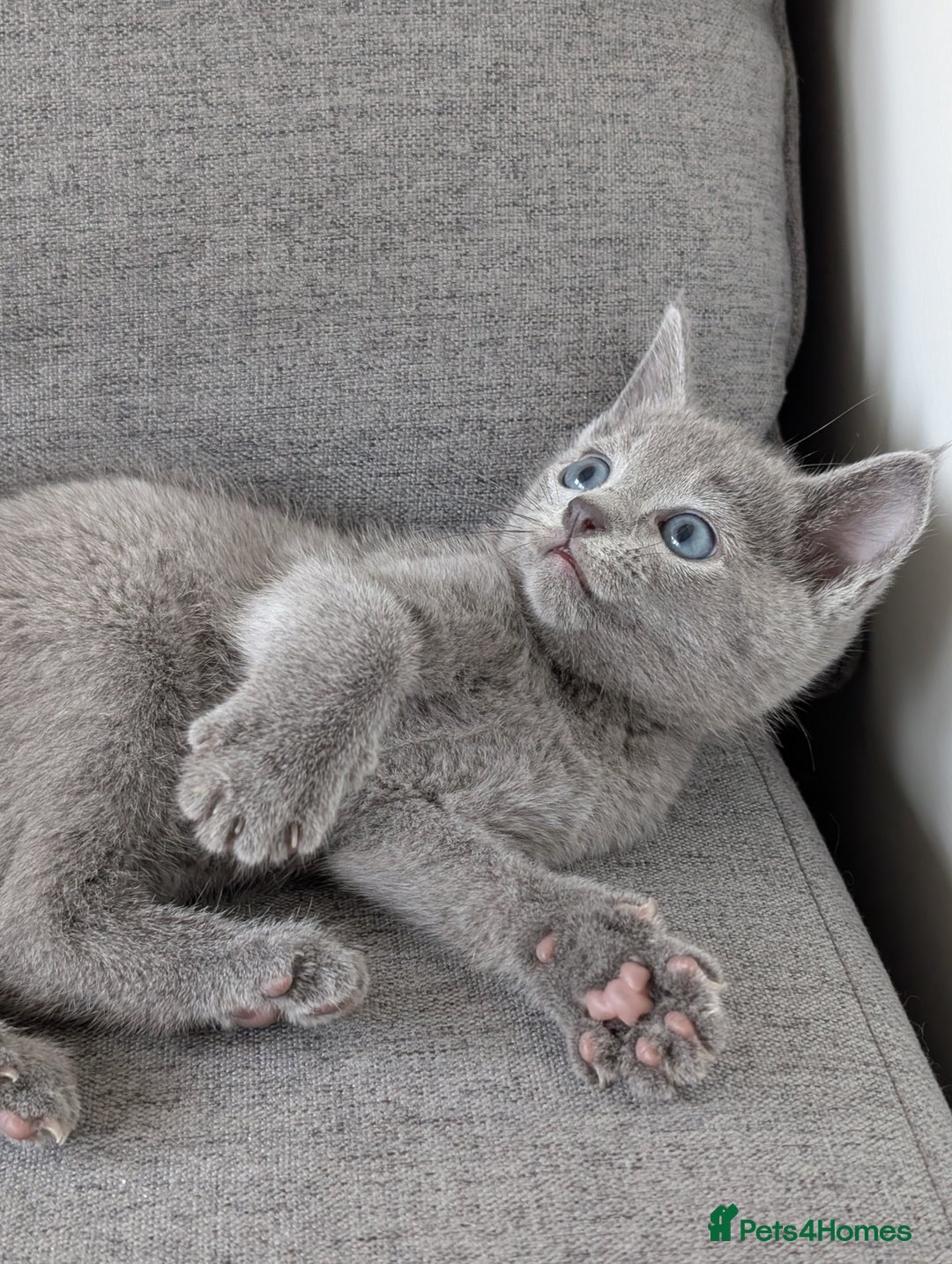 Russian Blue cats for sale: Russian blue babies looking for FOREVER homes - Image 7