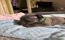 Staffordshire Bull Terrier dogs for sale:  Beautiful blue staffy litter amazing bloodlines - Image 14