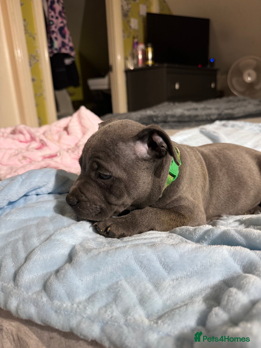 Staffordshire Bull Terrier dogs for sale:  Beautiful blue staffy litter amazing bloodlines - Image 14
