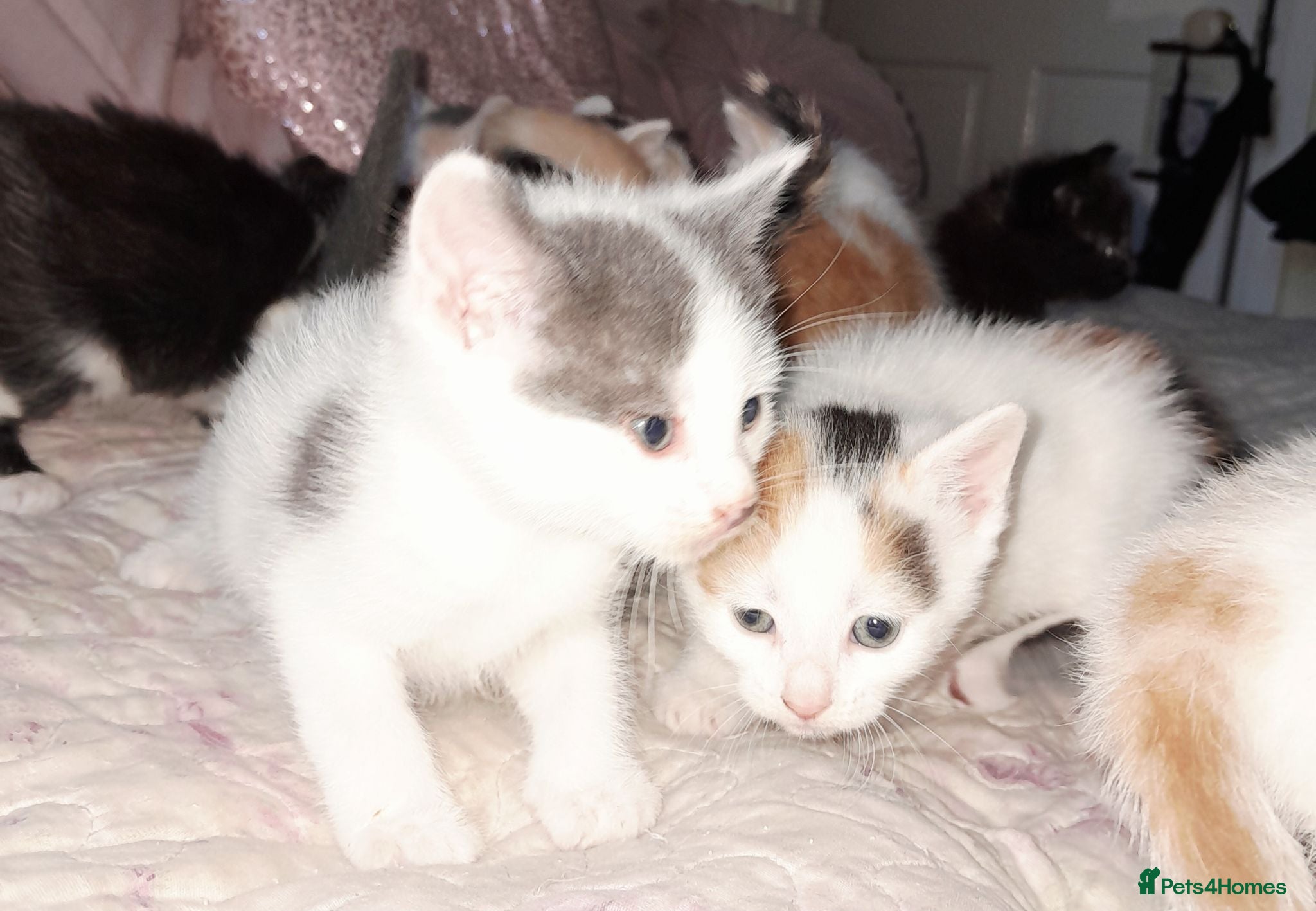 Mixed Breed cats 11 Adorable kittens 🐾 - Advert 1