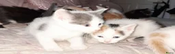 Mixed Breed cats for sale: 11 Adorable kittens 🐾 - Advert 10