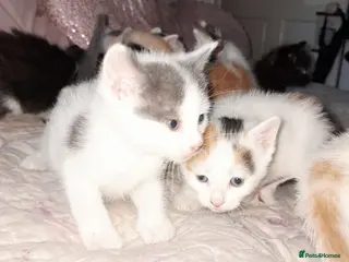 Mixed Breed cats 11 Adorable kittens 🐾 - Advert 1