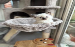 Ragdoll cats for sale: Rare champion lilac/flame/tortie Ragdoll kittens in Hook - Image 4