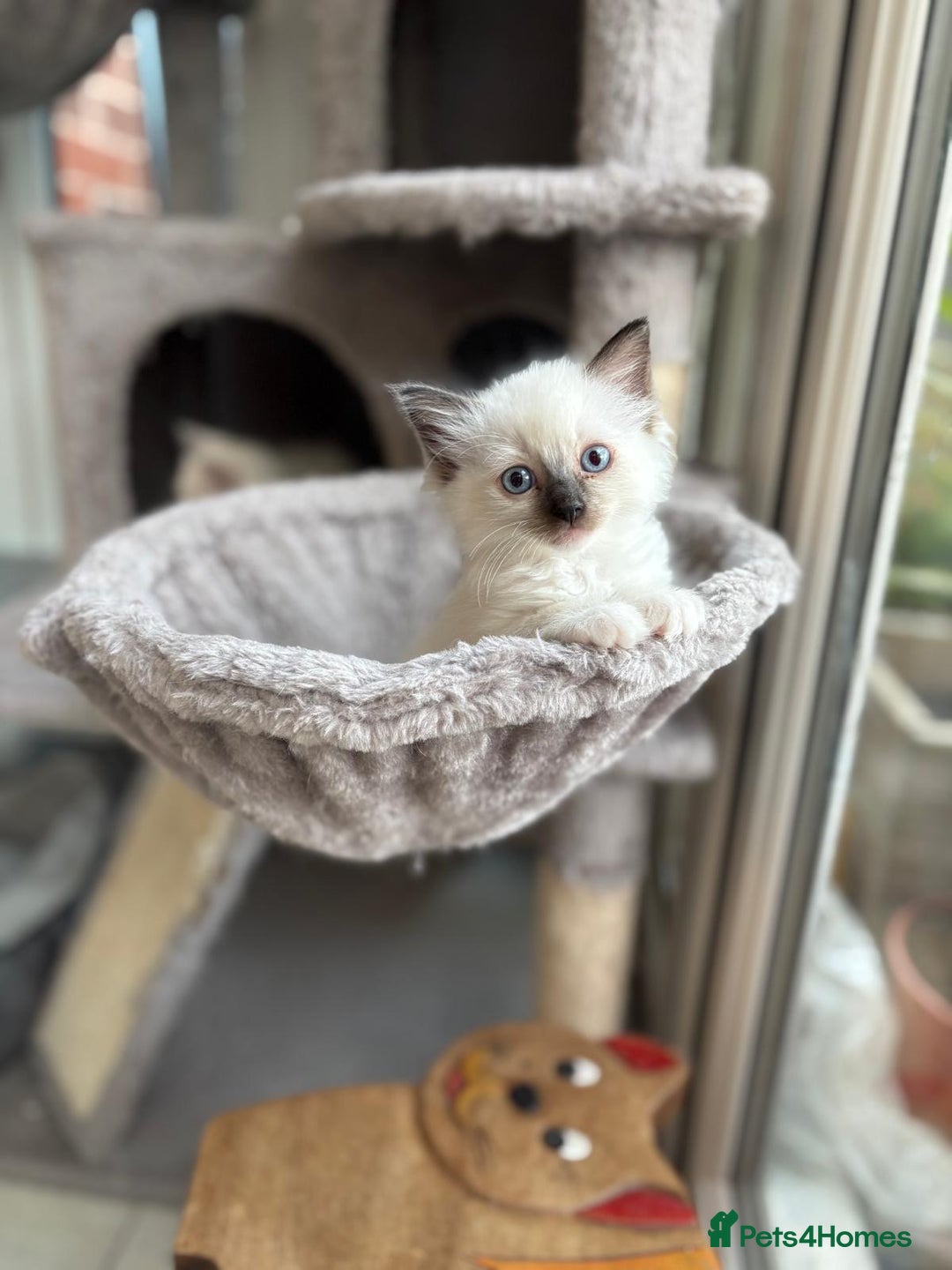 Ragdoll cats for sale: Rare champion lilac/flame/tortie Ragdoll kittens in Hook - Image 4