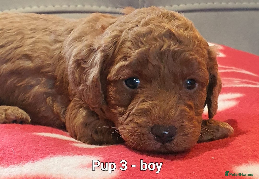 Labradoodle dogs for sale: F1B Miniature Labradoodles - Advert 5