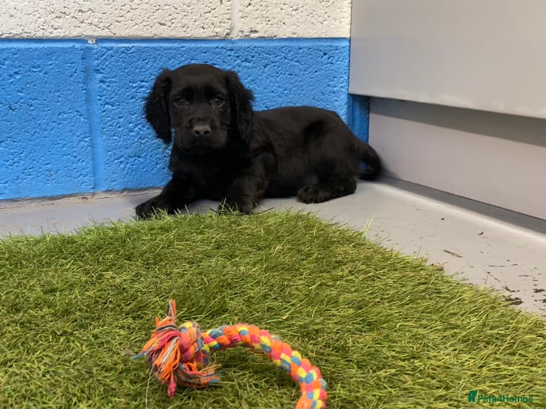 Cocker Spaniel dogs for sale: Cocker Spaniel female - Advert 3