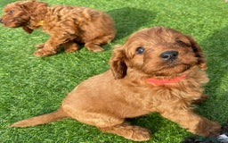 Cavapoo dogs for sale: Beautiful F1bb cavapoo puppies - Image 9