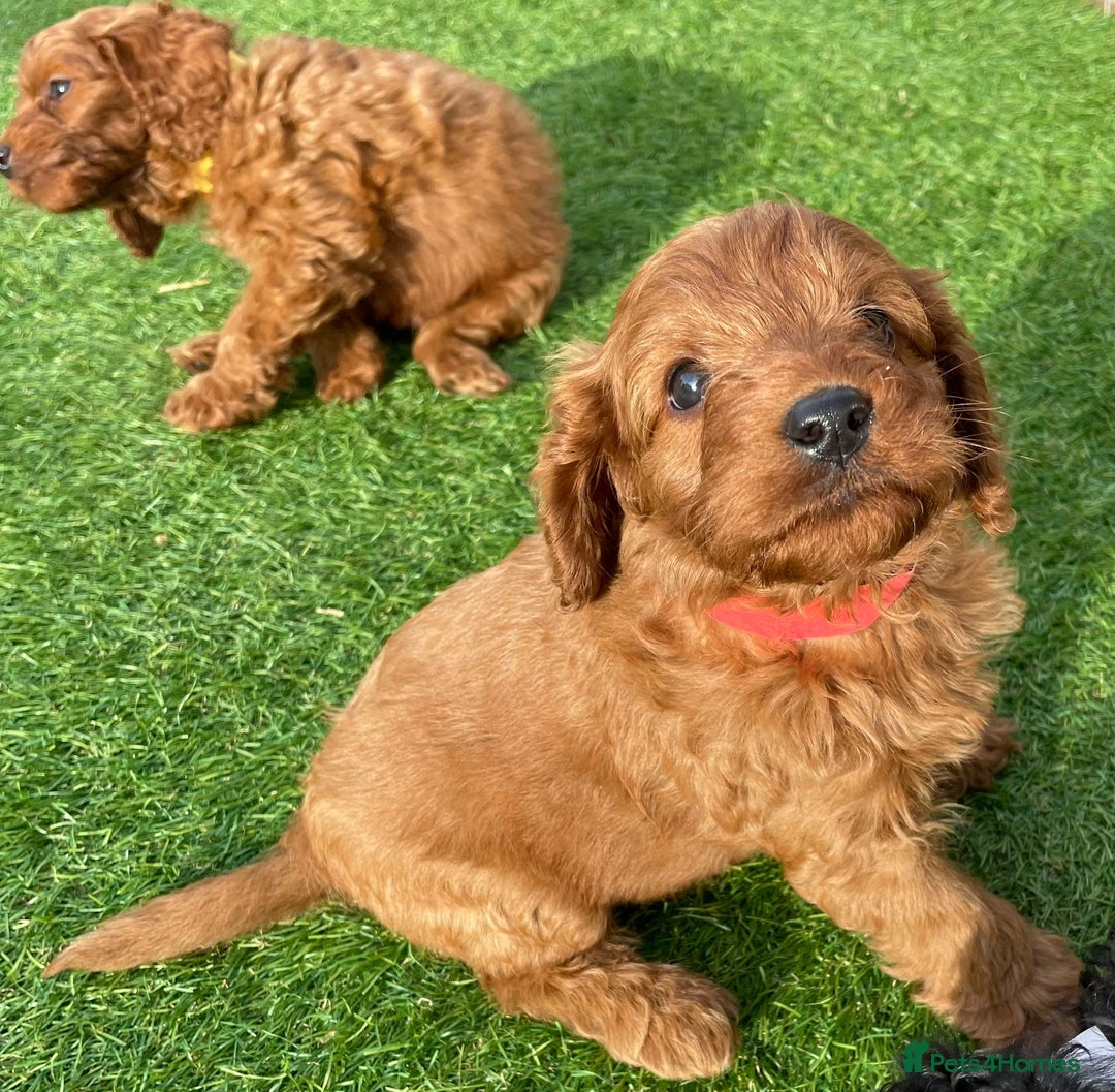 Cavapoo dogs for sale: Beautiful F1bb cavapoo puppies - Image 9