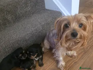 Yorkshire Terrier dogs Sweet girls for sale - Advert 17