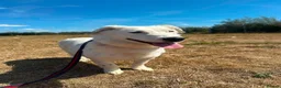 Mixed Breed dogs for adoption: Mica - Norwich Norfolk  in Norwich - Advert 10