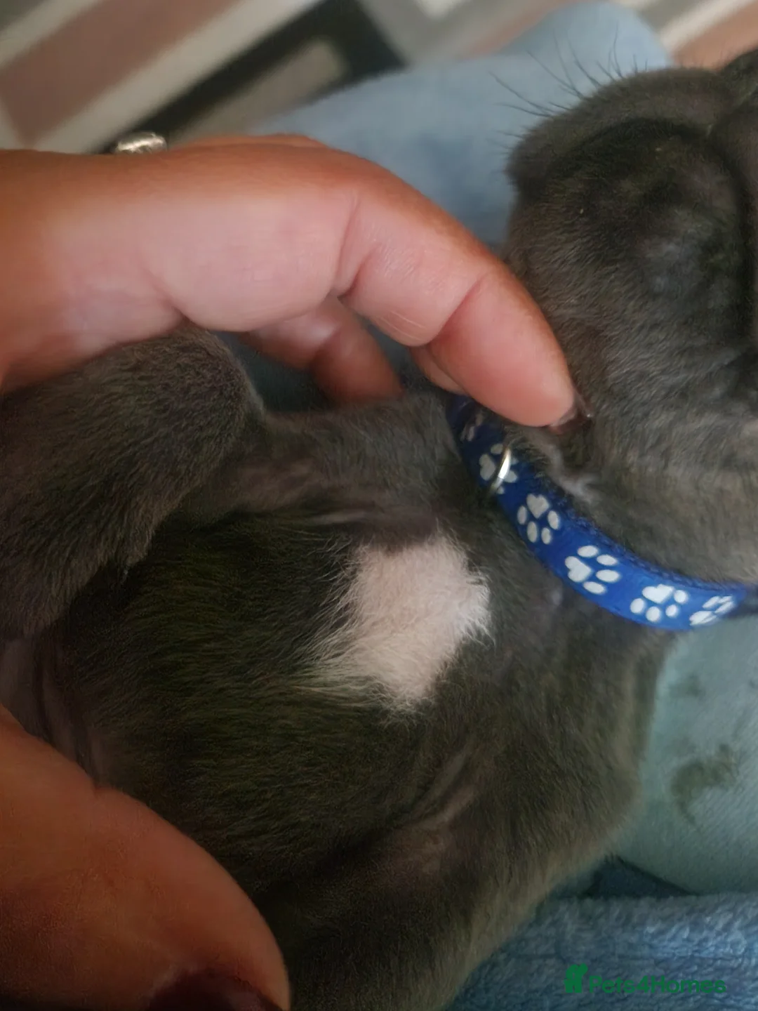 Staffordshire Bull Terrier dogs for sale: Staffordshire bull terrier blue puppies  - Advert 22