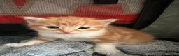 Mixed Breed cats for sale: 1 boy and 2 girl kittens for sale  in Farnborough - Advert 22