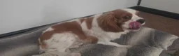Cavalier King Charles Spaniel dogs for sale: Cavalier king Charles spaniel rehome - Advert 4