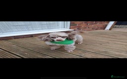 Toy Poodle dogs for stud: stunning toy poodle boys ready for studs in Doncaster - Image 1