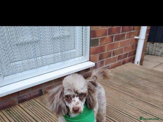 Toy Poodle dogs in Doncaster - Advert 27