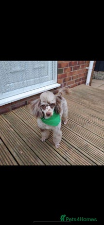 Toy Poodle dogs in Doncaster - Advert 12
