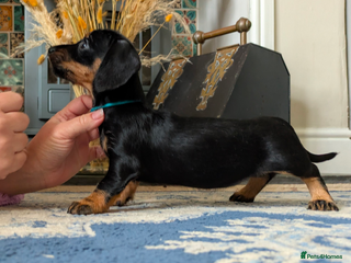 Miniature Dachshund dogs Wire Miniature dachshund puppies - Advert 7