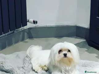 Maltese dogs KC Maltese stud Korean line in Derby - Advert 2