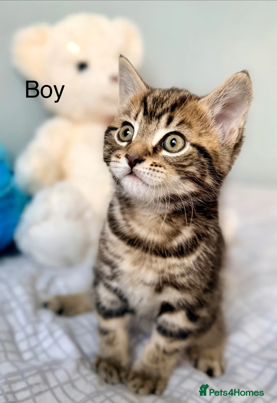 Mixed Breed cats for sale: Kittens - Advert 11