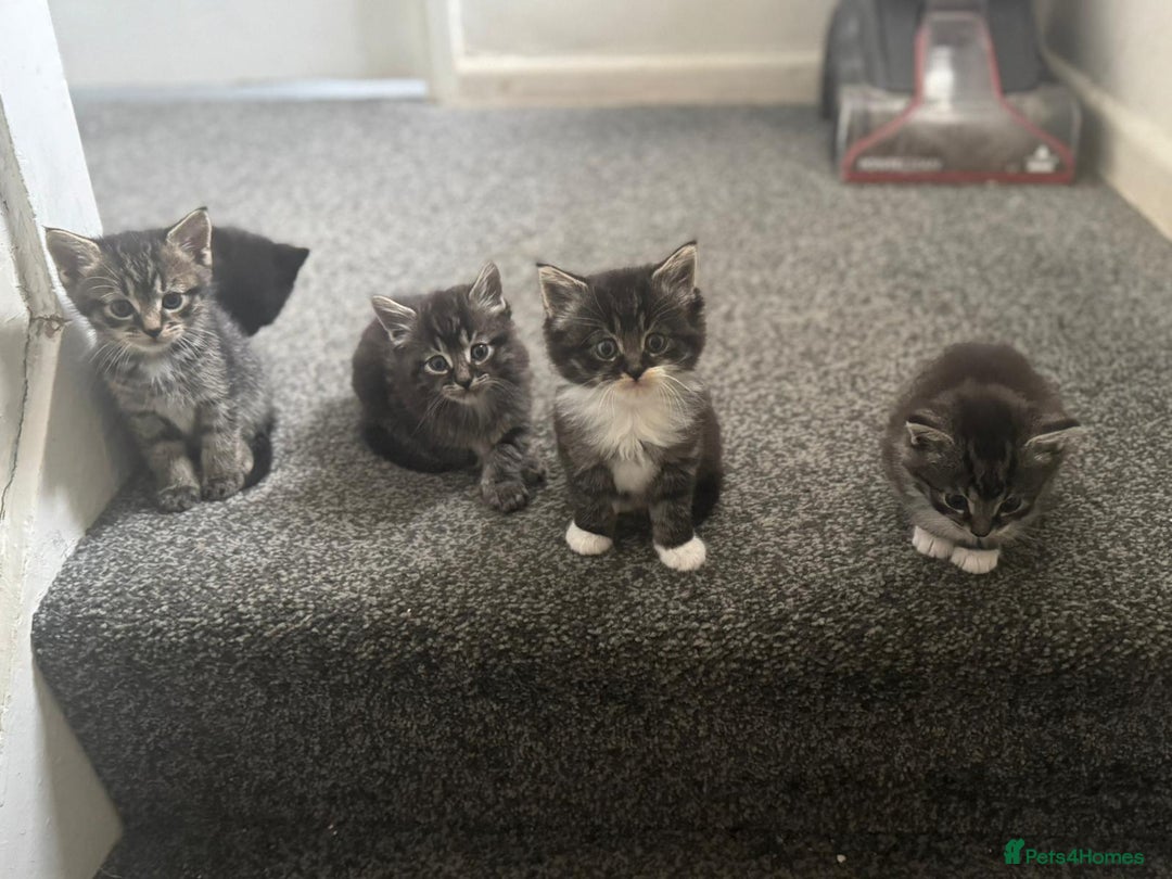Maine Coon cats for sale: Maine coon mix Persian kittens   - Image 2
