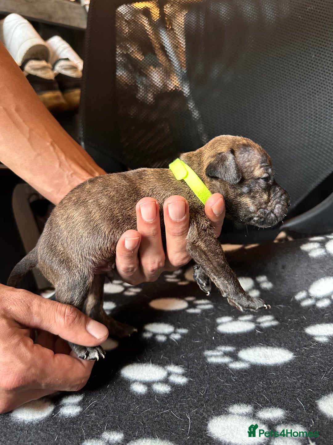 Mixed Breed dogs for sale: American bulldog staffy 🏡 - Image 35