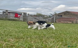 Jack Russell dogs for sale: Jack Russell Puppies - Image 1