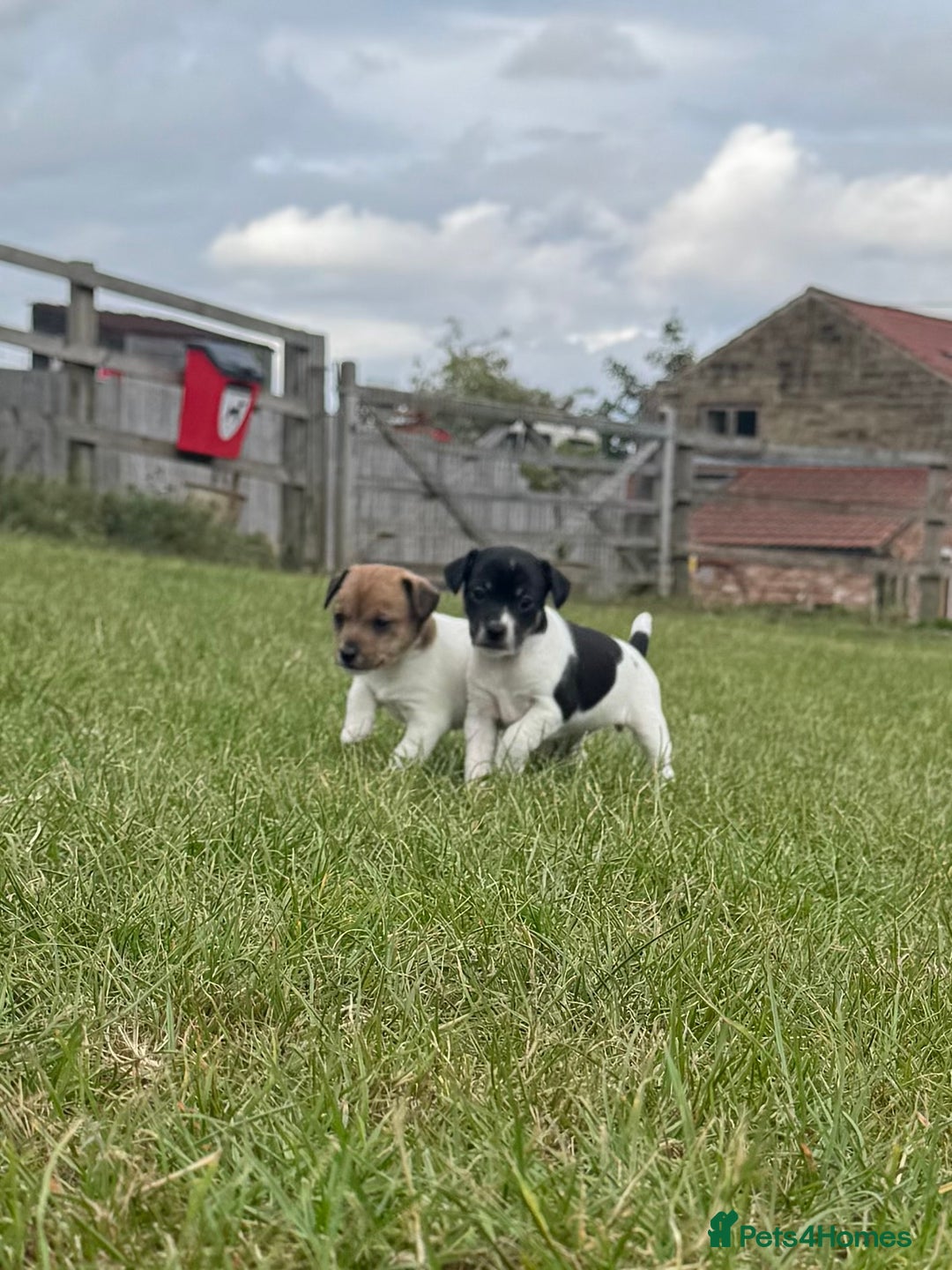Jack Russell dogs for sale: Jack Russell Puppies - Image 1