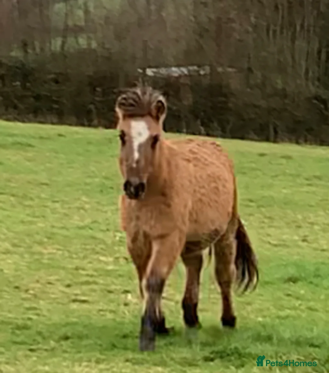 Dartmoor horses for sale: DHP DUN x2 - Advert 4