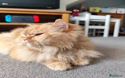 British Longhair cats for sale: Beautiful Retired British long hair  - Image 3