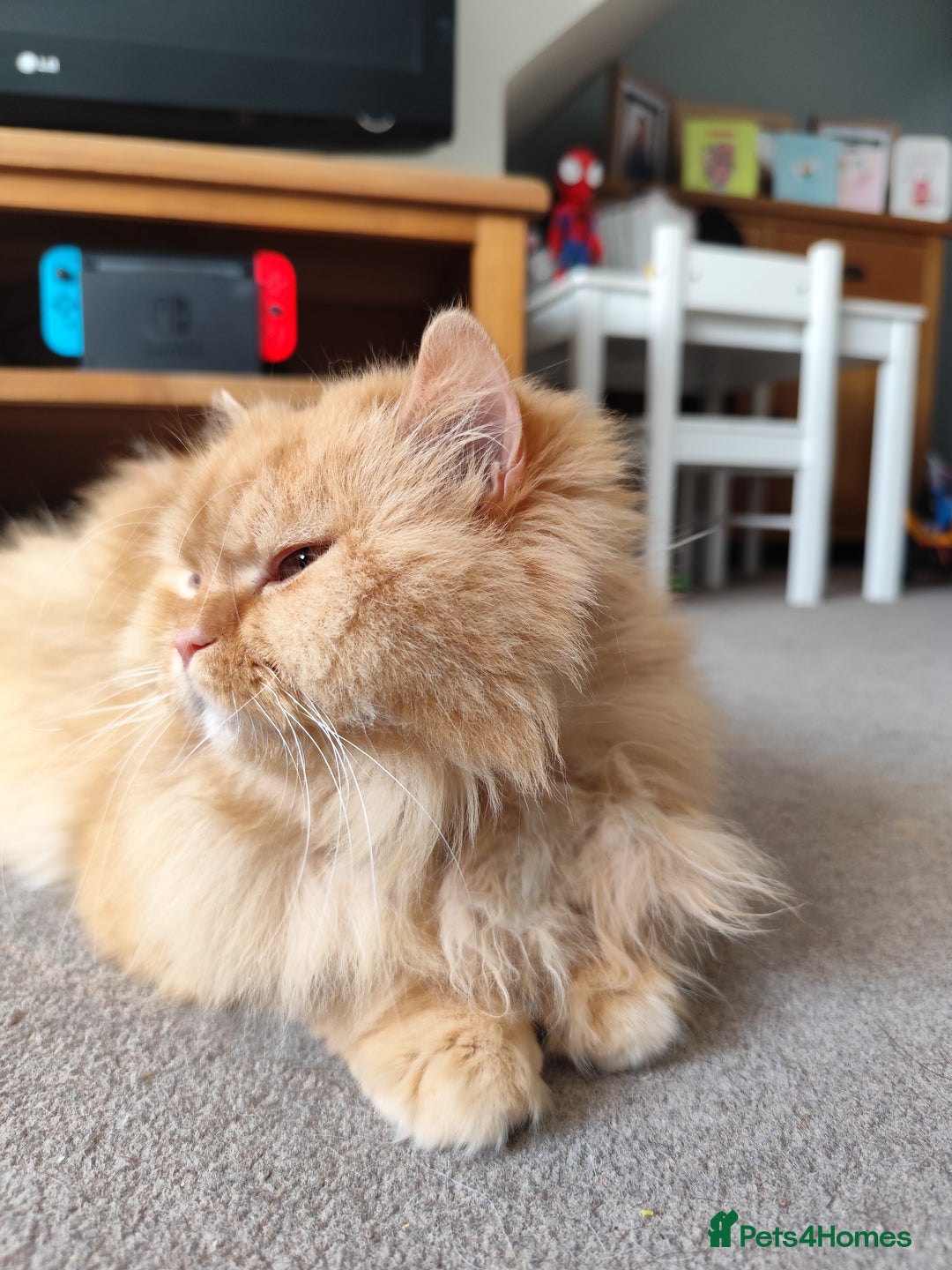 British Longhair cats for sale: Beautiful Retired British long hair  - Image 3