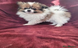 Papillon dogs for stud: KC registered shows quality stud. in Huddersfield - Image 9