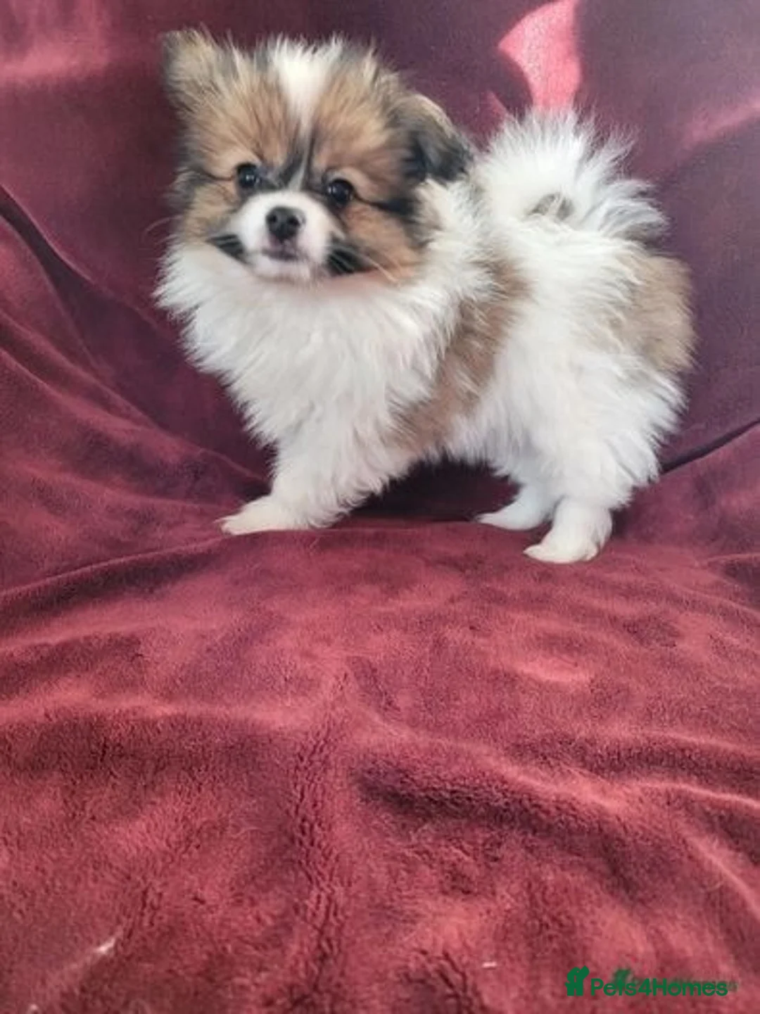 Papillon dogs for stud: KC registered shows quality stud. in Huddersfield - Advert 9
