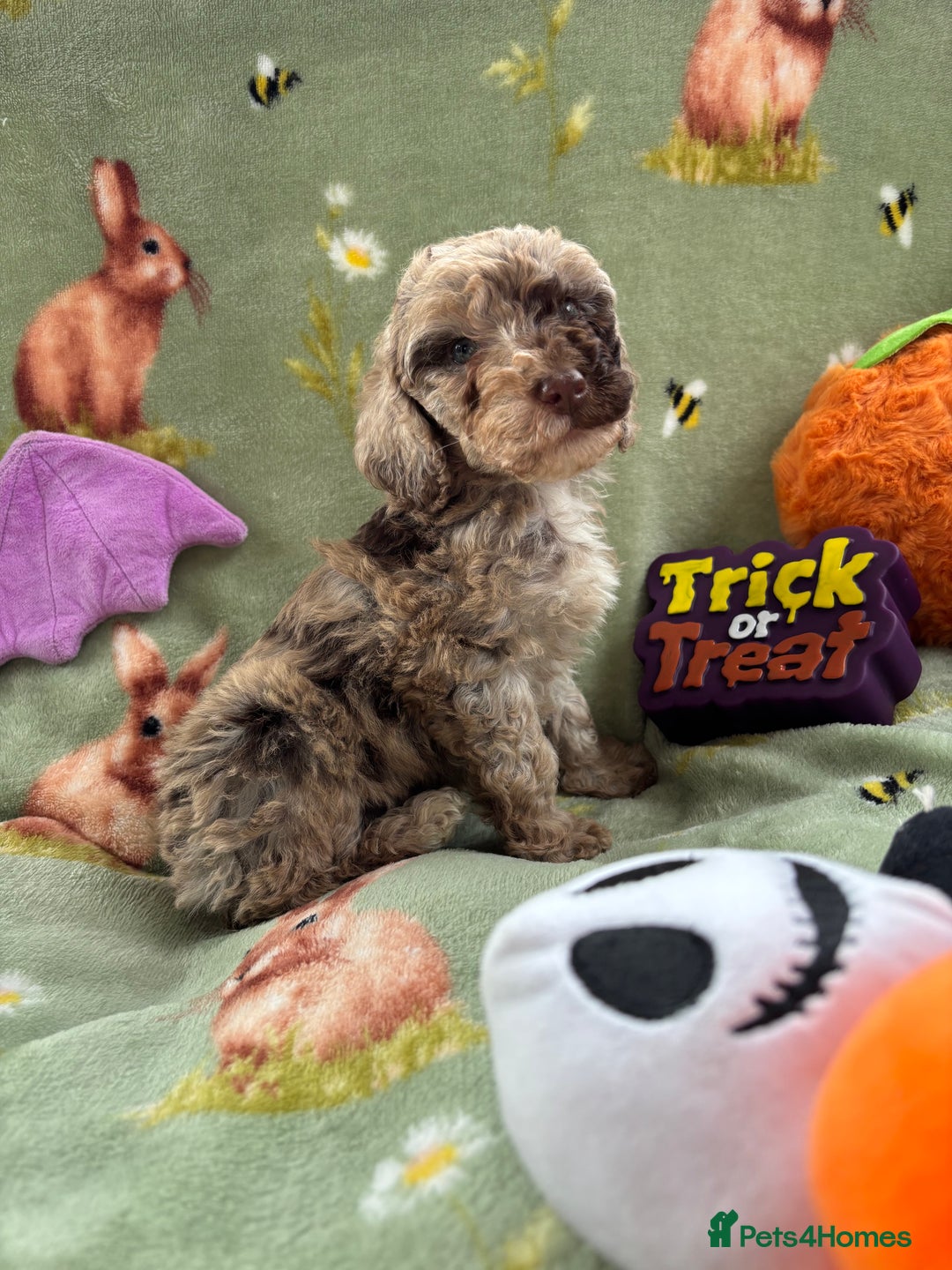 Cockapoo dogs for sale: PRA clear F1b Cockapoo puppies  - Image 21