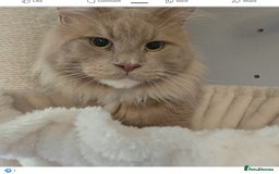 Maine Coon cats for sale: Gccf maincoon kittens. Ready from the 20th Sept  - Image 23