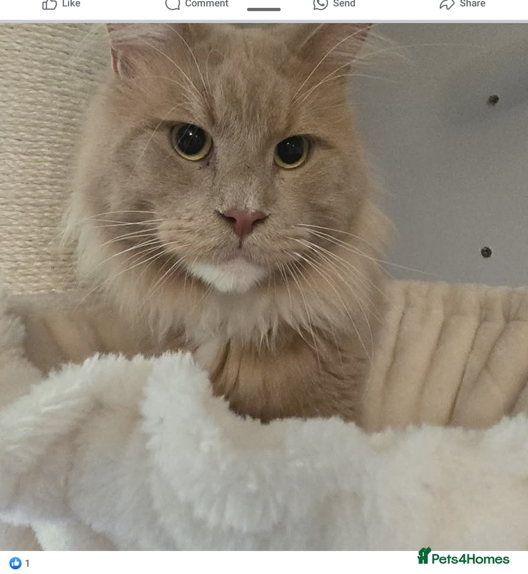Maine Coon cats for sale: Gccf maincoon kittens. Ready from the 20th Sept  - Image 23