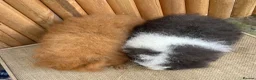 Guinea Pig rodents for sale: Swiss teddy baby sows - Advert 6