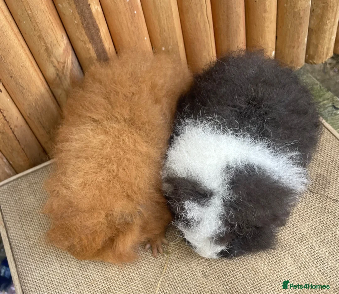 Guinea Pig rodents for sale: Swiss teddy baby sows - Advert 6