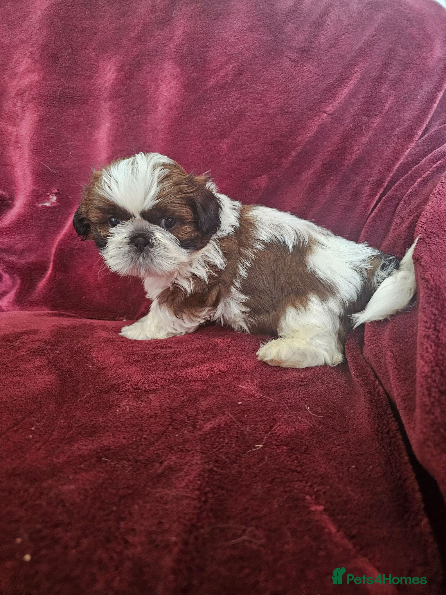 Shih Tzu dogs Royal Kennel Club registered standard shih tzu pup - Advert 3