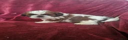 Shih Tzu dogs for sale: royal kennel club registered standard shih tzu pup - Advert 5