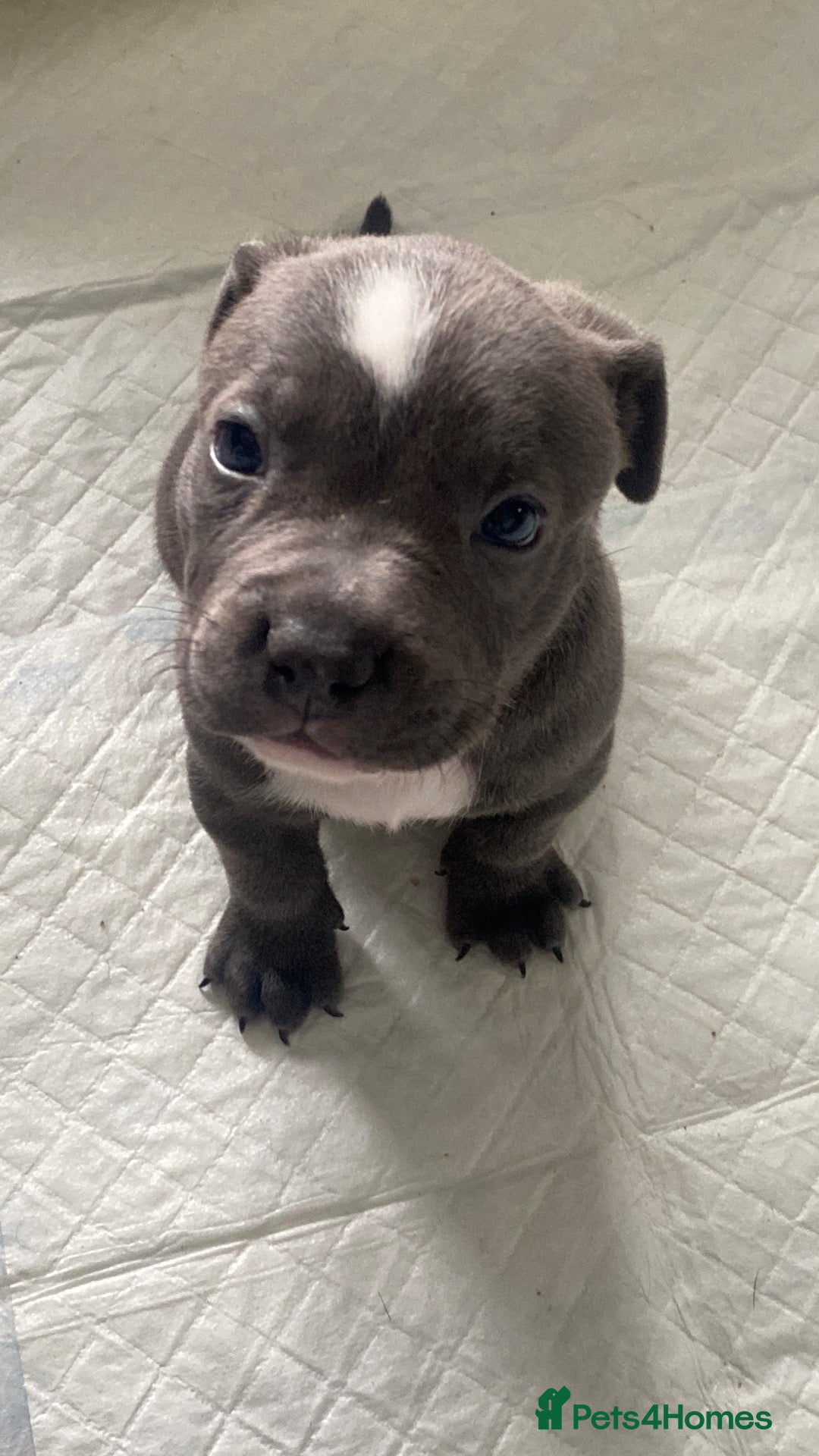 Mixed Breed dogs 7 beautiful staffy cane corso pups 😍 - Advert 1