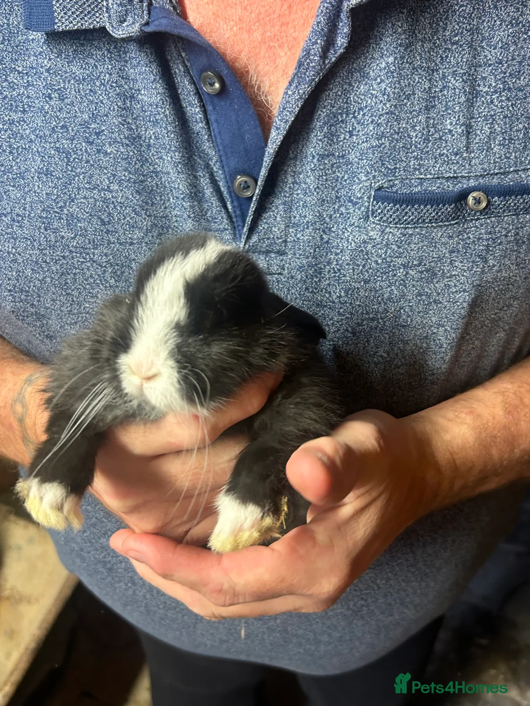 Mini Lion Lop rabbits for sale: 7 mini lop - Advert 3