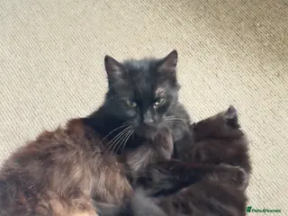 British Longhair cats Female kitten - Advert 2