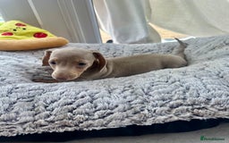 Miniature Dachshund dogs for sale: Miniature Dutch hound puppies  - Image 5