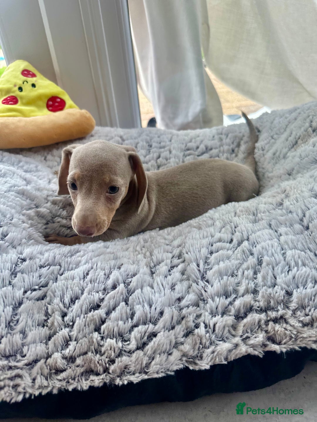 Miniature Dachshund dogs for sale: Miniature Dutch hound puppies  - Image 5